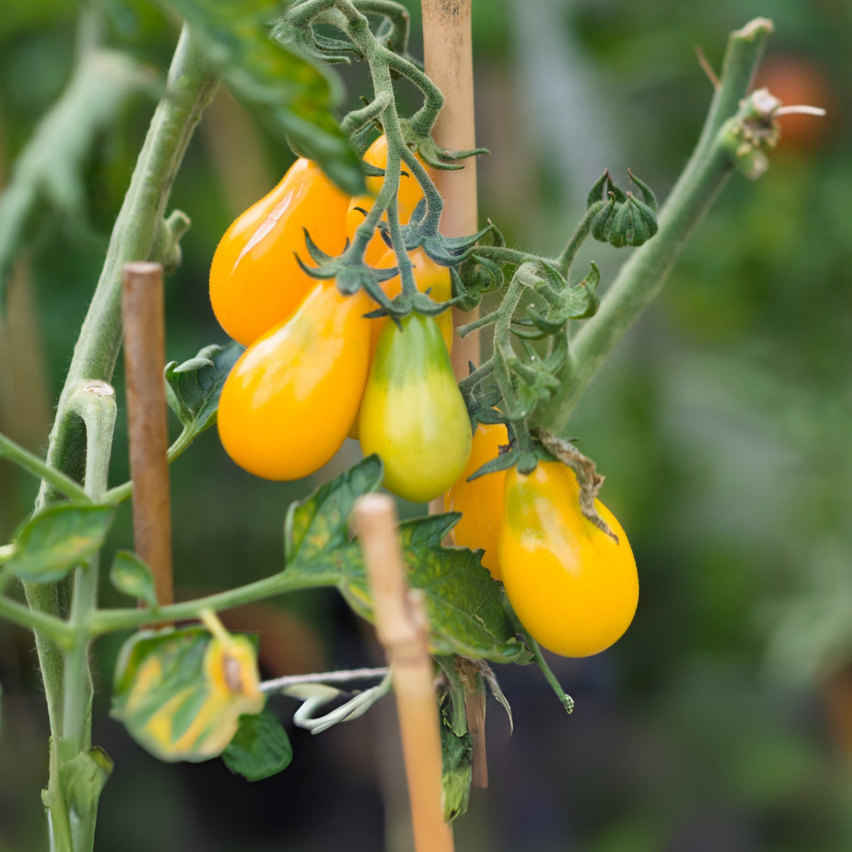 Yellow Pear Tomato Seeds Lycopersicon Esculentum Small Pear, 60 seeds