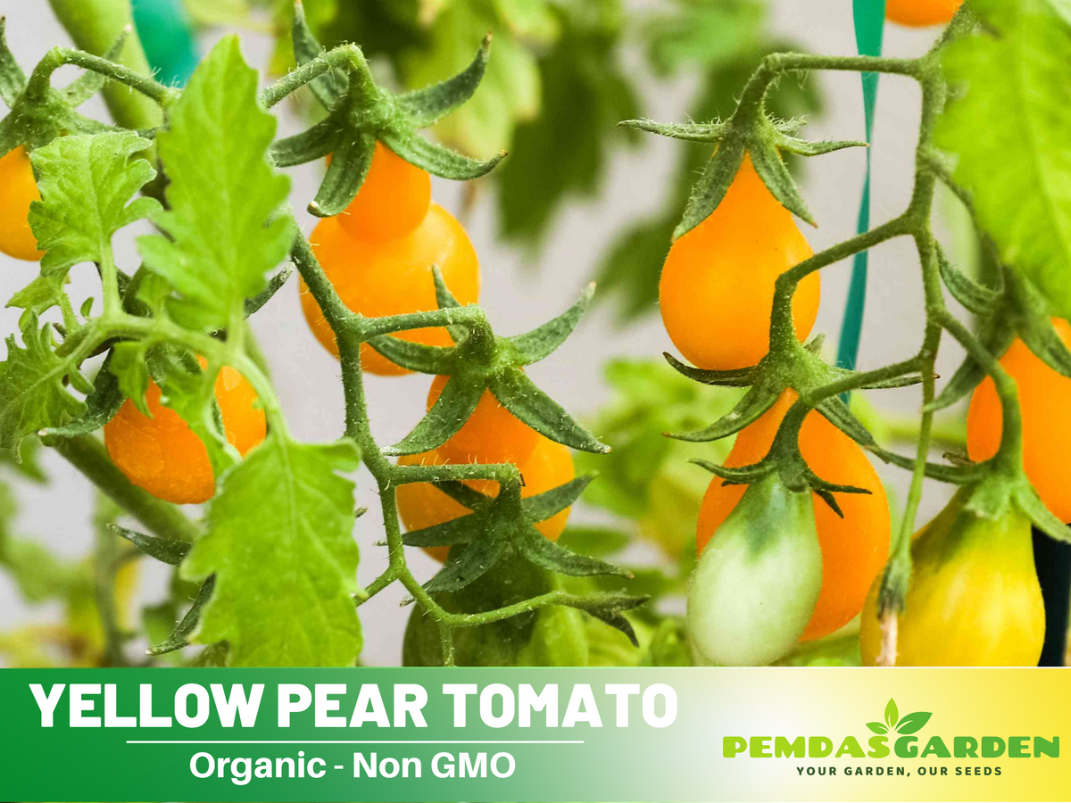 60 Seeds| Yellow Pear Tomato Seeds #7011