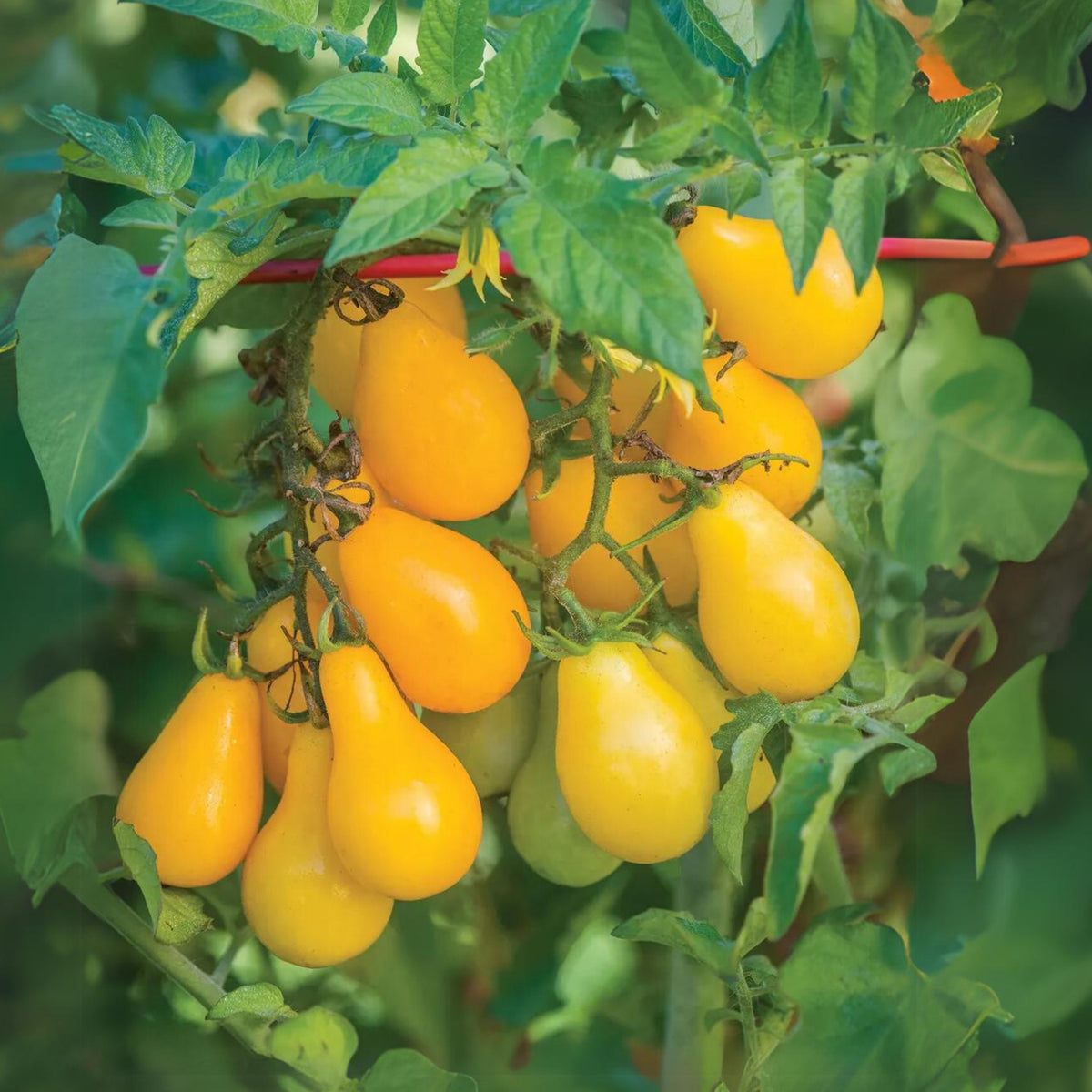 Yellow Pear Tomato Seeds Lycopersicon Esculentum Small Pear, 60 seeds
