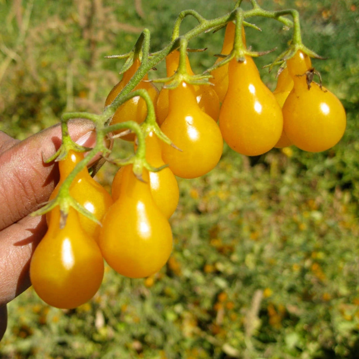 Yellow Pear Tomato Seeds Lycopersicon Esculentum Small Pear, 60 seeds