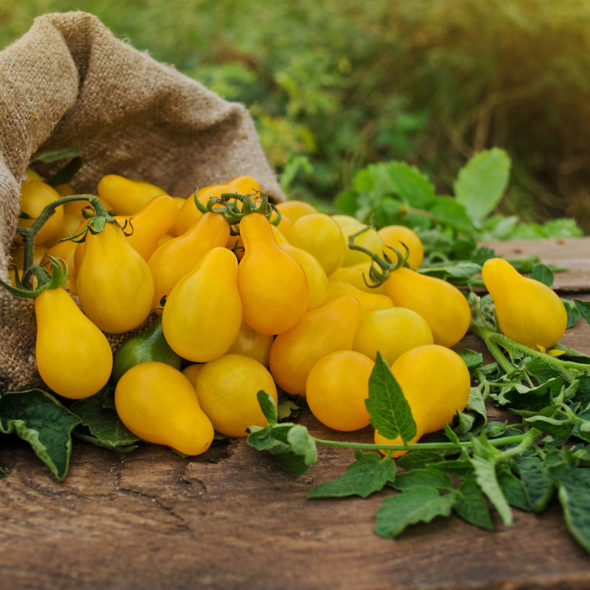 Yellow Pear Tomato Seeds Lycopersicon Esculentum Small Pear, 60 seeds