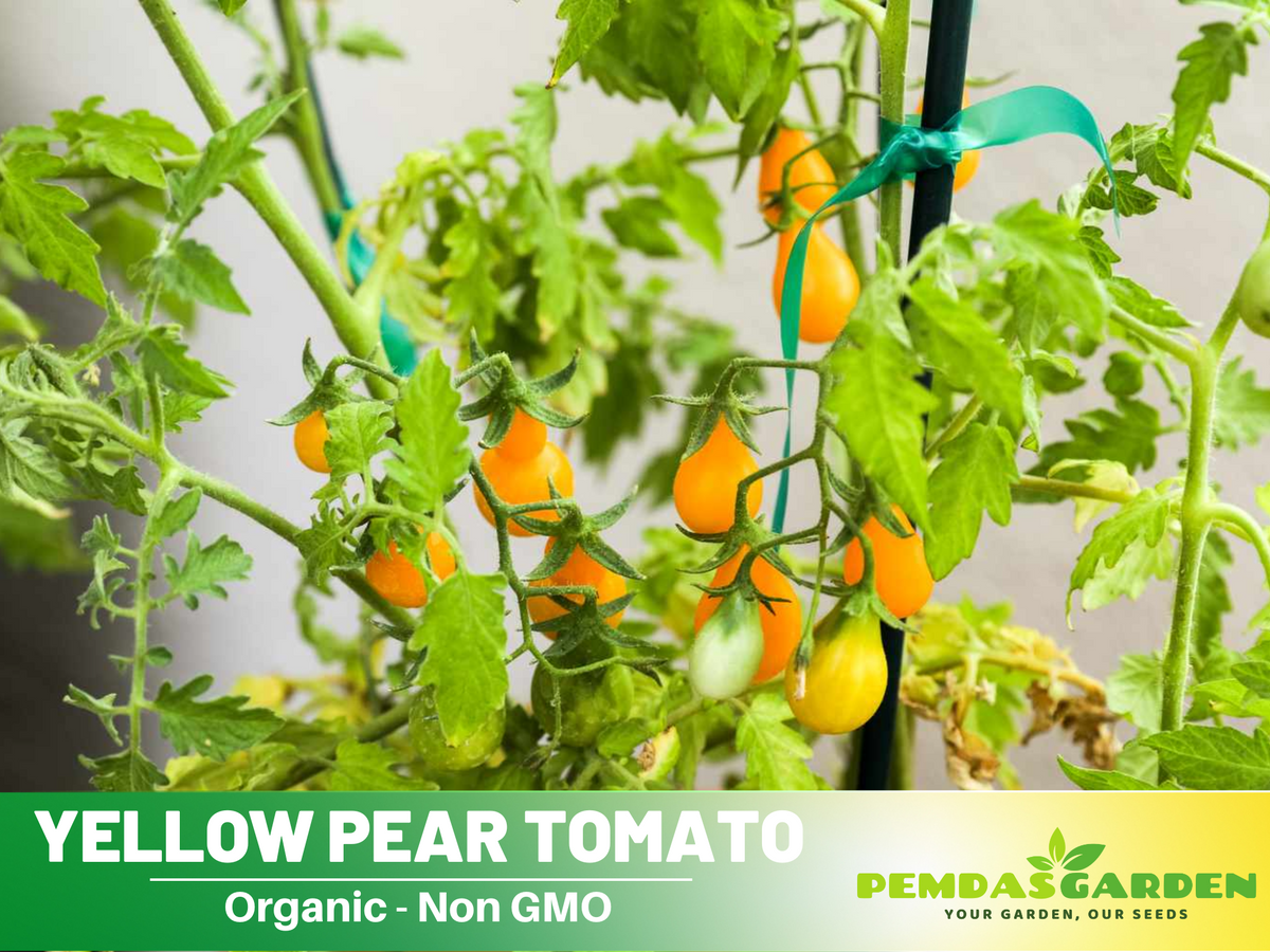 60 Seeds| Yellow Pear Tomato Seeds #7011