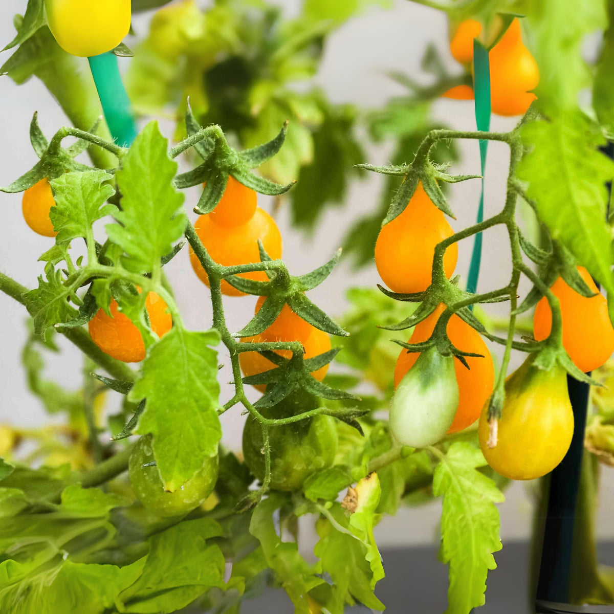 Yellow Pear Tomato Seeds Lycopersicon Esculentum Small Pear, 60 seeds