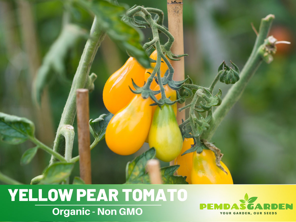 60 Seeds| Yellow Pear Tomato Seeds #7011