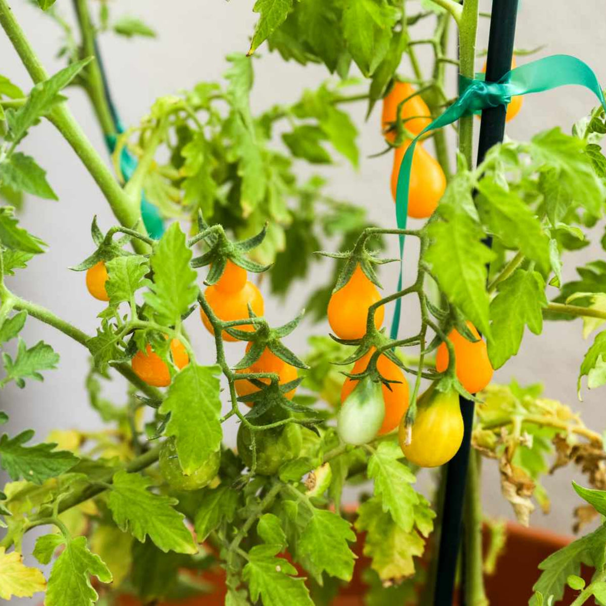 Yellow Pear Tomato Seeds Lycopersicon Esculentum Small Pear, 60 seeds
