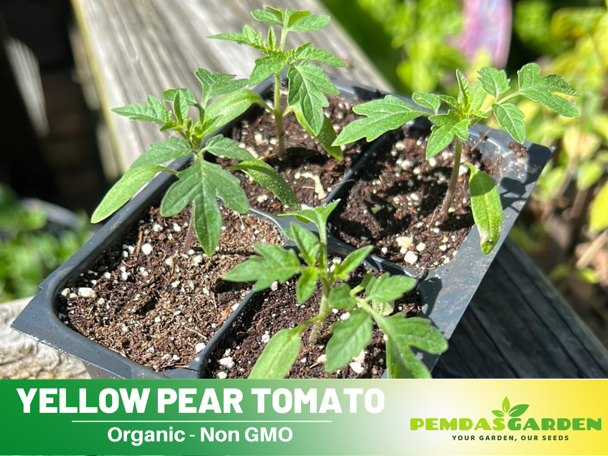 60 Seeds| Yellow Pear Tomato Seeds #7011