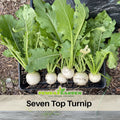 110 Seeds| Seven Top Turnip Seeds Heirloom Brassica rapa Leafy Green Tops for Cooking and Garden Greens Easy to Grow Cool Season Vegetable#7012