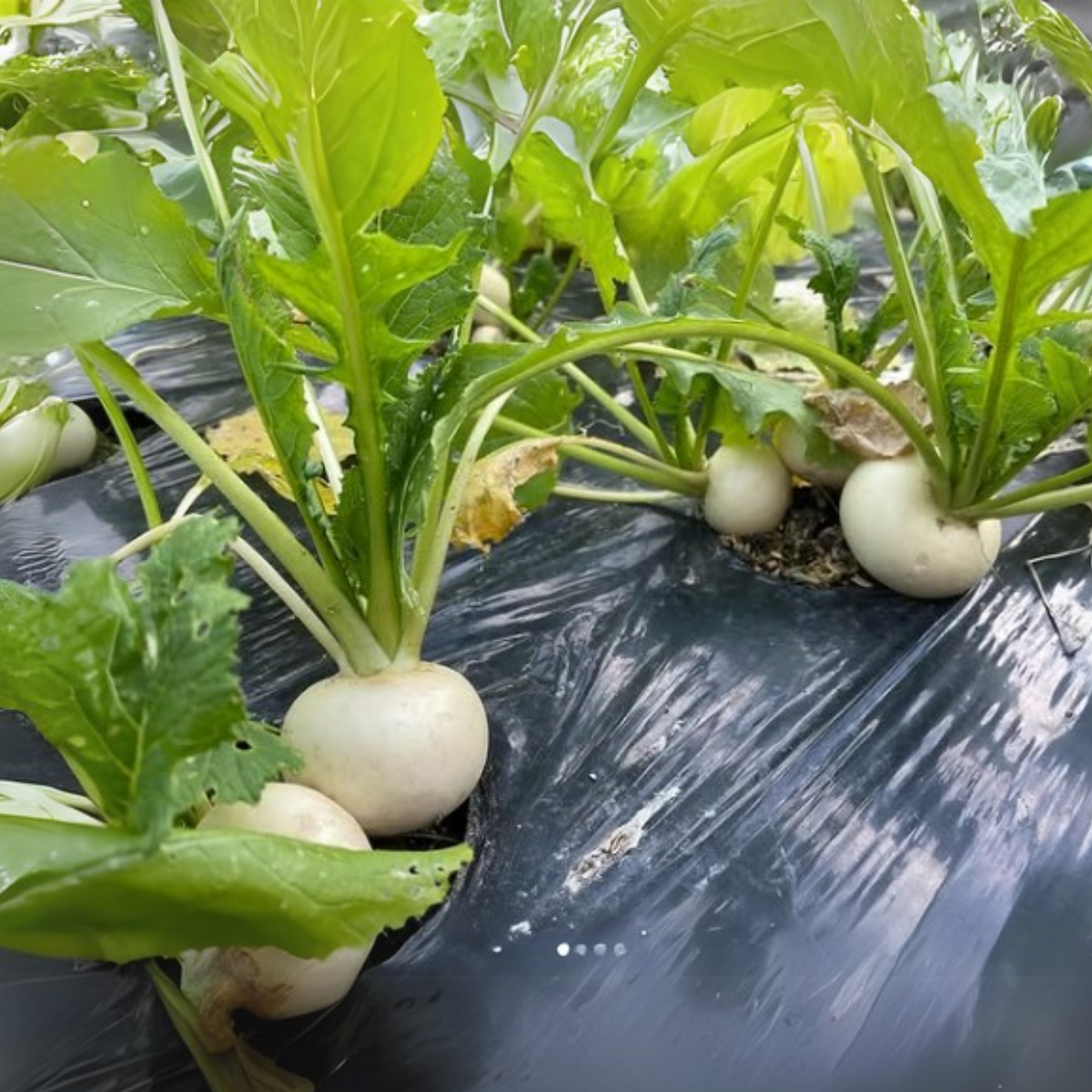 Hailstone Radish Seeds - Quick Harvest, Crisp Texture, 110 seeds