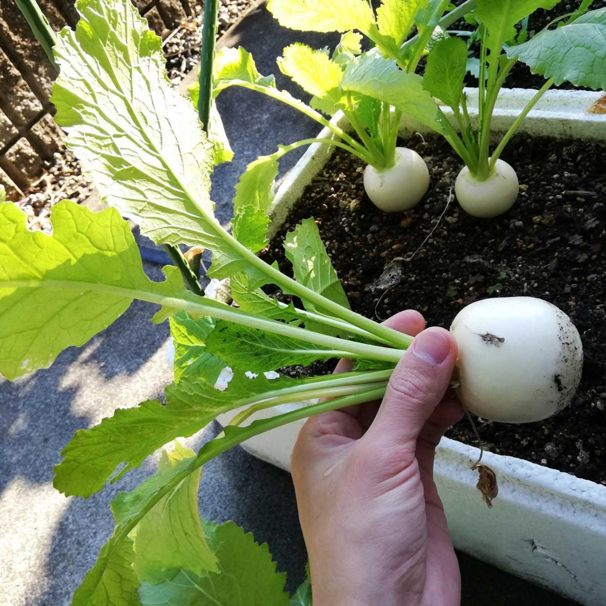 Seven Top Turnip Seeds Brassica Rapa Leafy Green Tops for, 110 seeds
