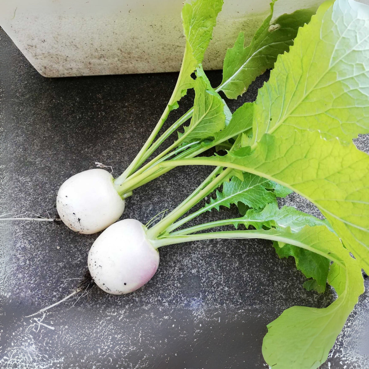 Seven Top Turnip Seeds Brassica Rapa Leafy Green Tops for, 110 seeds