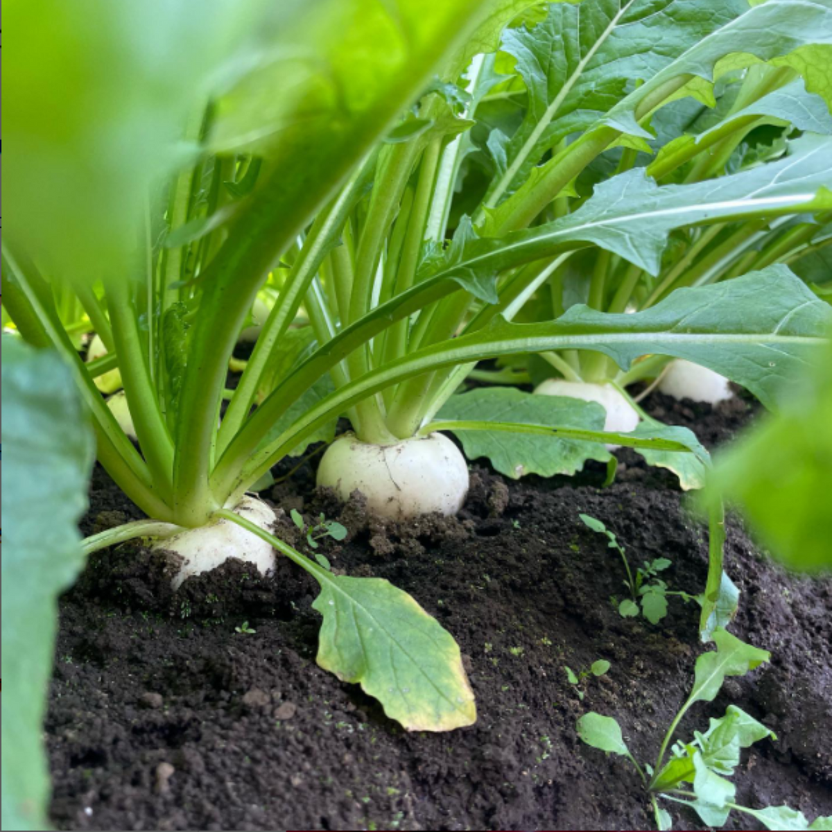 110 Seeds| Hailstone  Radish Seeds -Heirloom – Non-GMO – Fast Growing – Quick Harvest – Crisp Texture – Mild Flavor – Spring & Fall – Easy to Grow – Fresh Eating – Garden to Table#7017