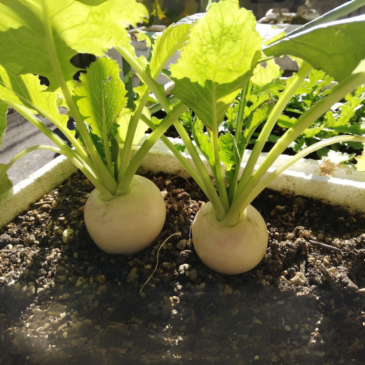 Seven Top Turnip Seeds Brassica Rapa Leafy Green Tops for, 110 seeds