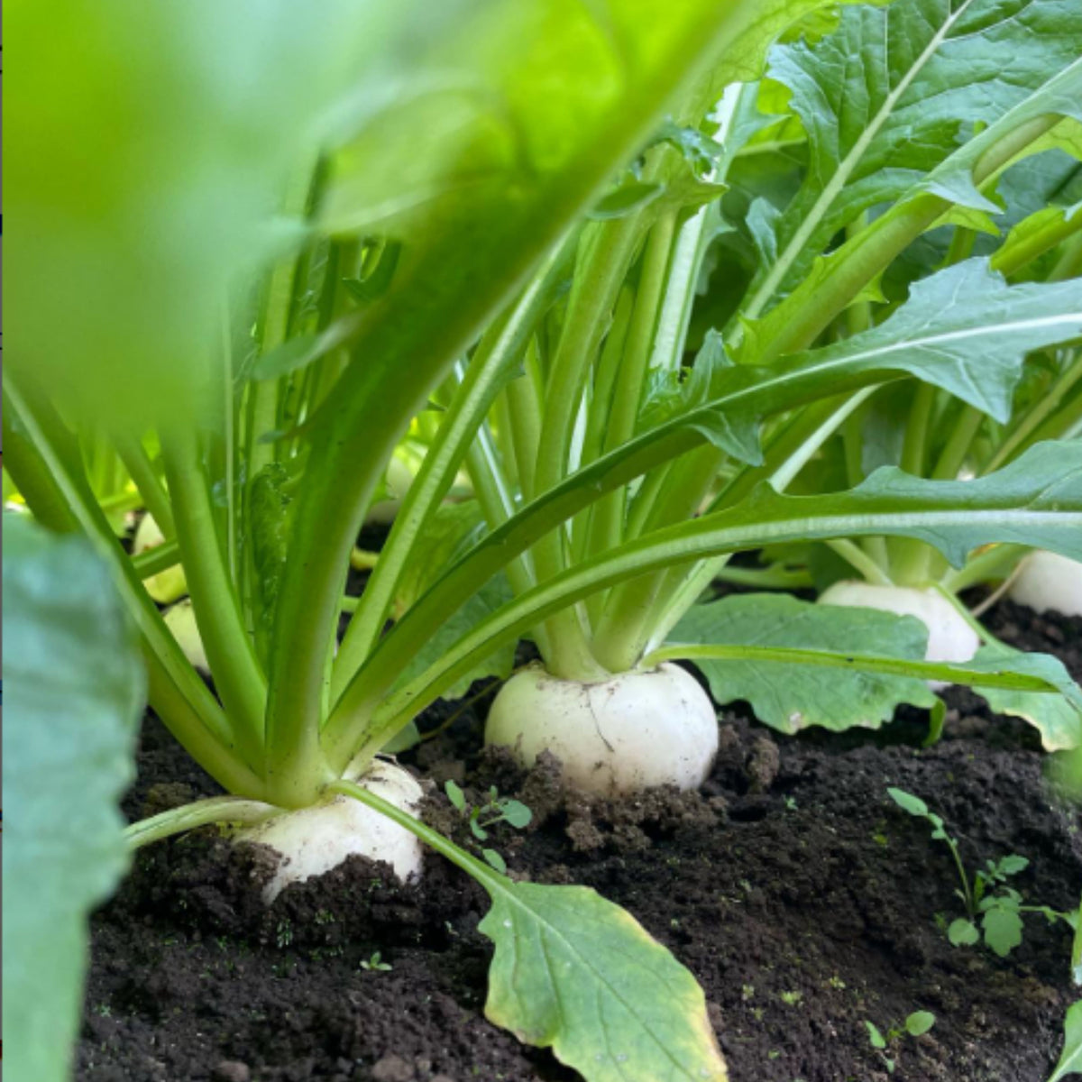 Seven Top Turnip Seeds Brassica Rapa Leafy Green Tops for, 110 seeds