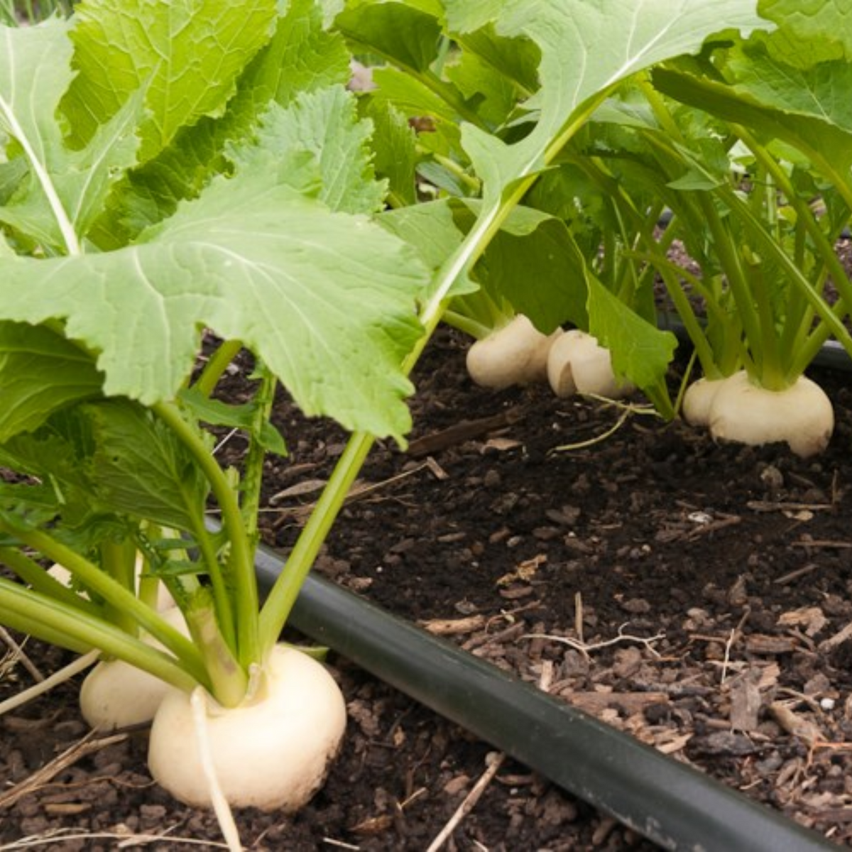 Hailstone Radish Seeds - Quick Harvest, Crisp Texture, 110 seeds