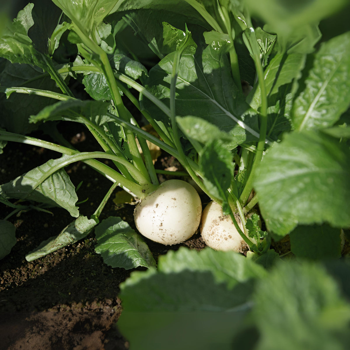 Seven Top Turnip Seeds Brassica Rapa Leafy Green Tops for, 110 seeds