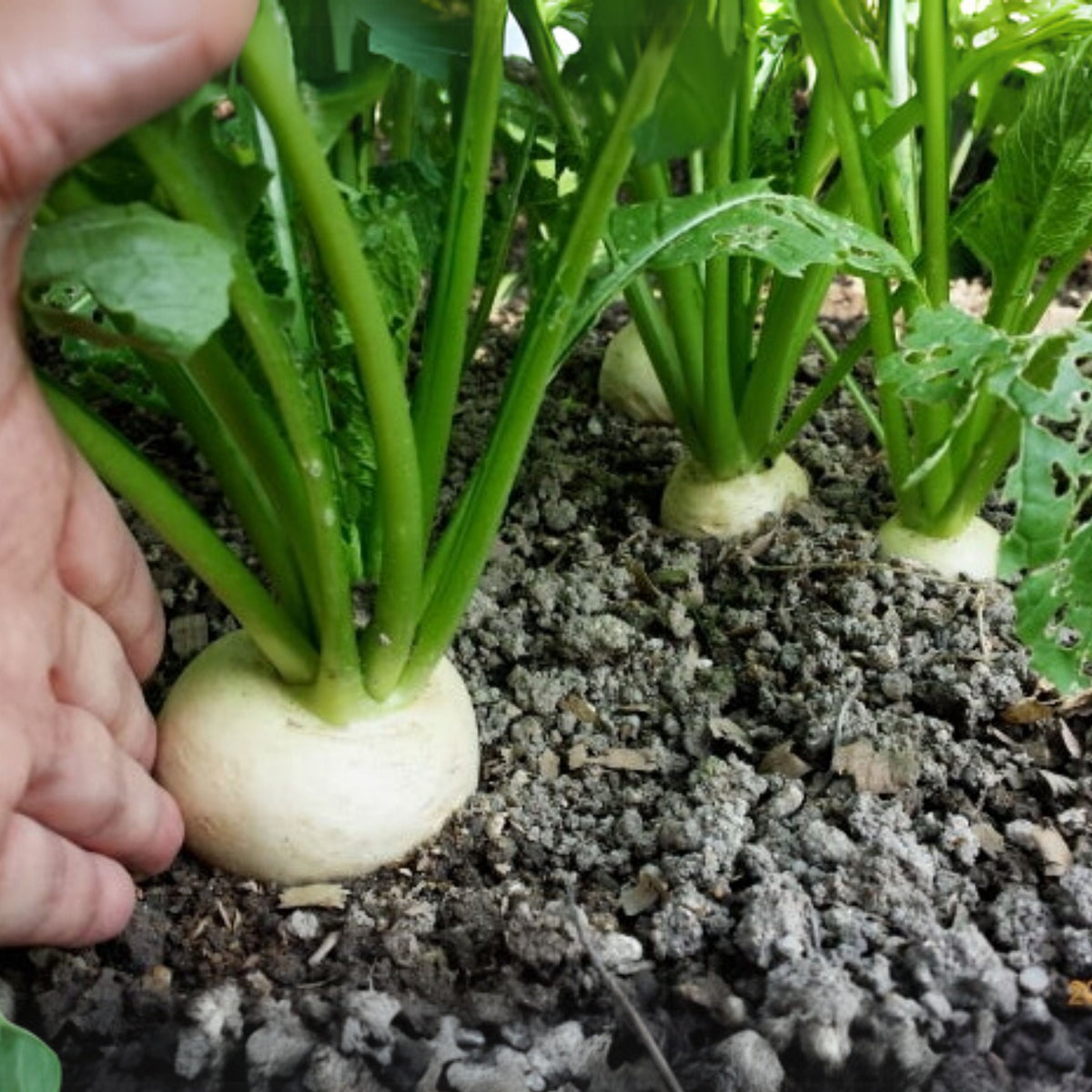 Seven Top Turnip Seeds Brassica Rapa Leafy Green Tops for, 110 seeds