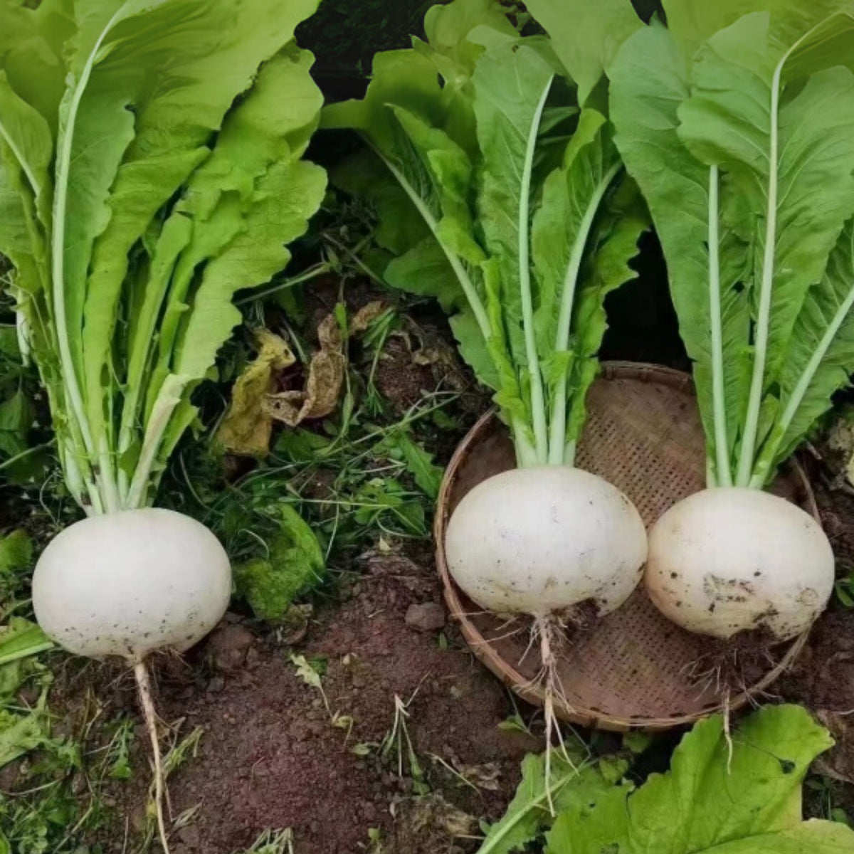Seven Top Turnip Seeds Brassica Rapa Leafy Green Tops for, 110 seeds
