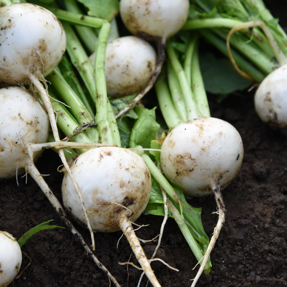 110 Seeds|Hailstone Radish Seeds – Heirloom, Non-GMO, Fast Growing White Radish, Crisp Round Roots, Mild Flavor, Ready in 25 Days, Easy Spring & Fall Garden Vegetable, Great for Salads and Snacking#7017