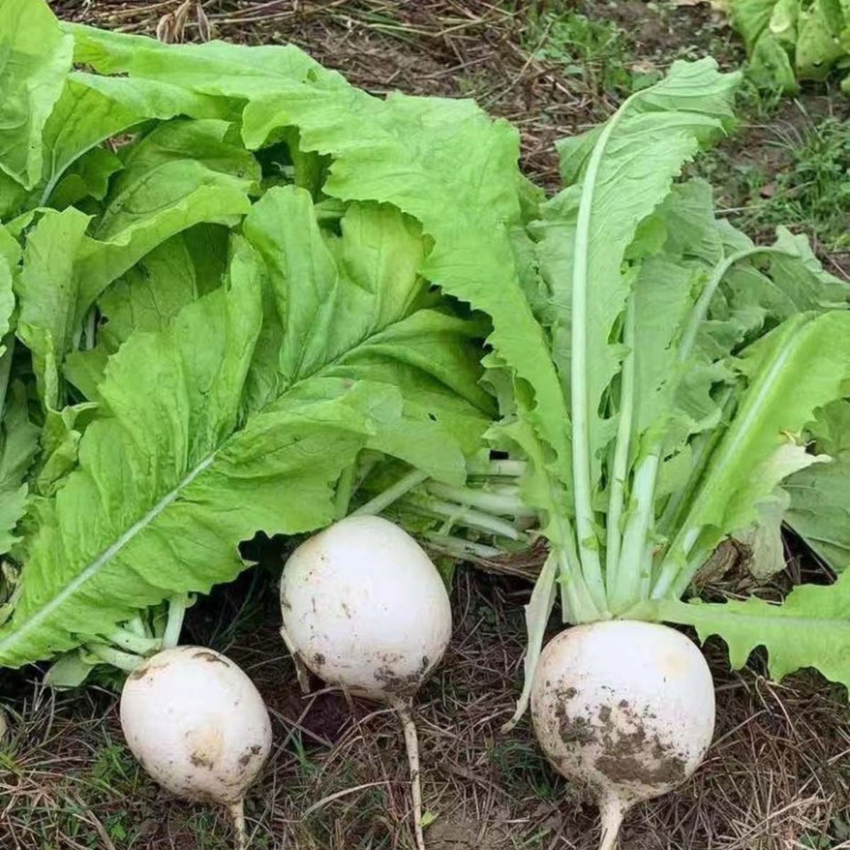 Seven Top Turnip Seeds Brassica Rapa Leafy Green Tops for, 110 seeds