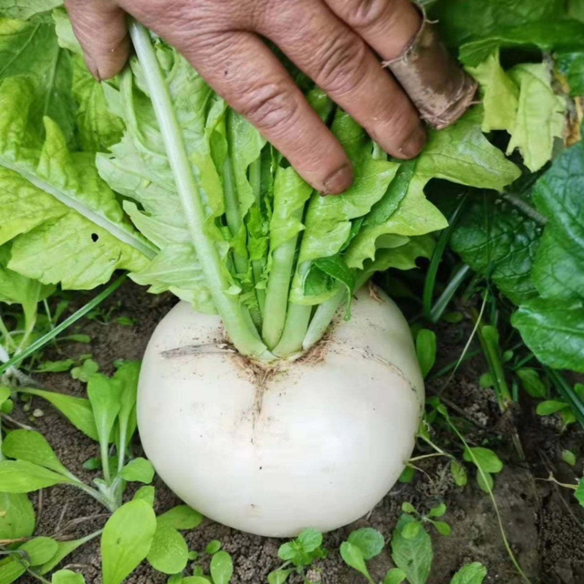 Seven Top Turnip Seeds Brassica Rapa Leafy Green Tops for, 110 seeds