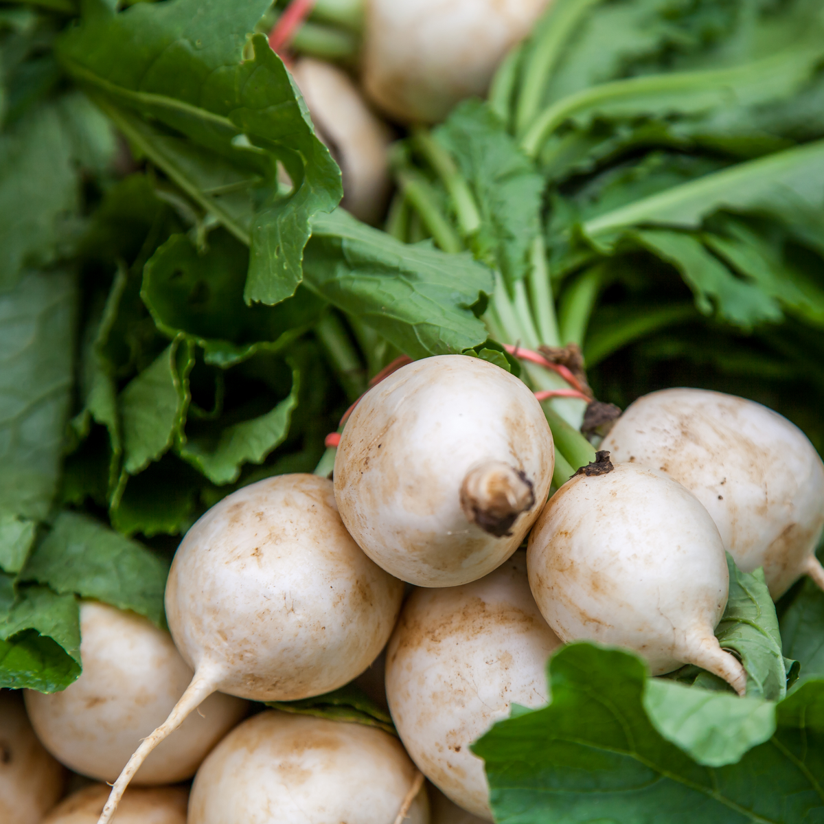 110 Seeds|Hailstone Radish Seeds – Heirloom, Non-GMO, Fast Growing White Radish, Crisp Round Roots, Mild Flavor, Ready in 25 Days, Easy Spring & Fall Garden Vegetable, Great for Salads and Snacking#7017