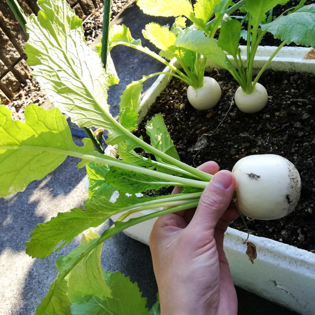 Seven Top Turnip Seeds Brassica Rapa Leafy Green Tops for, 110 seeds