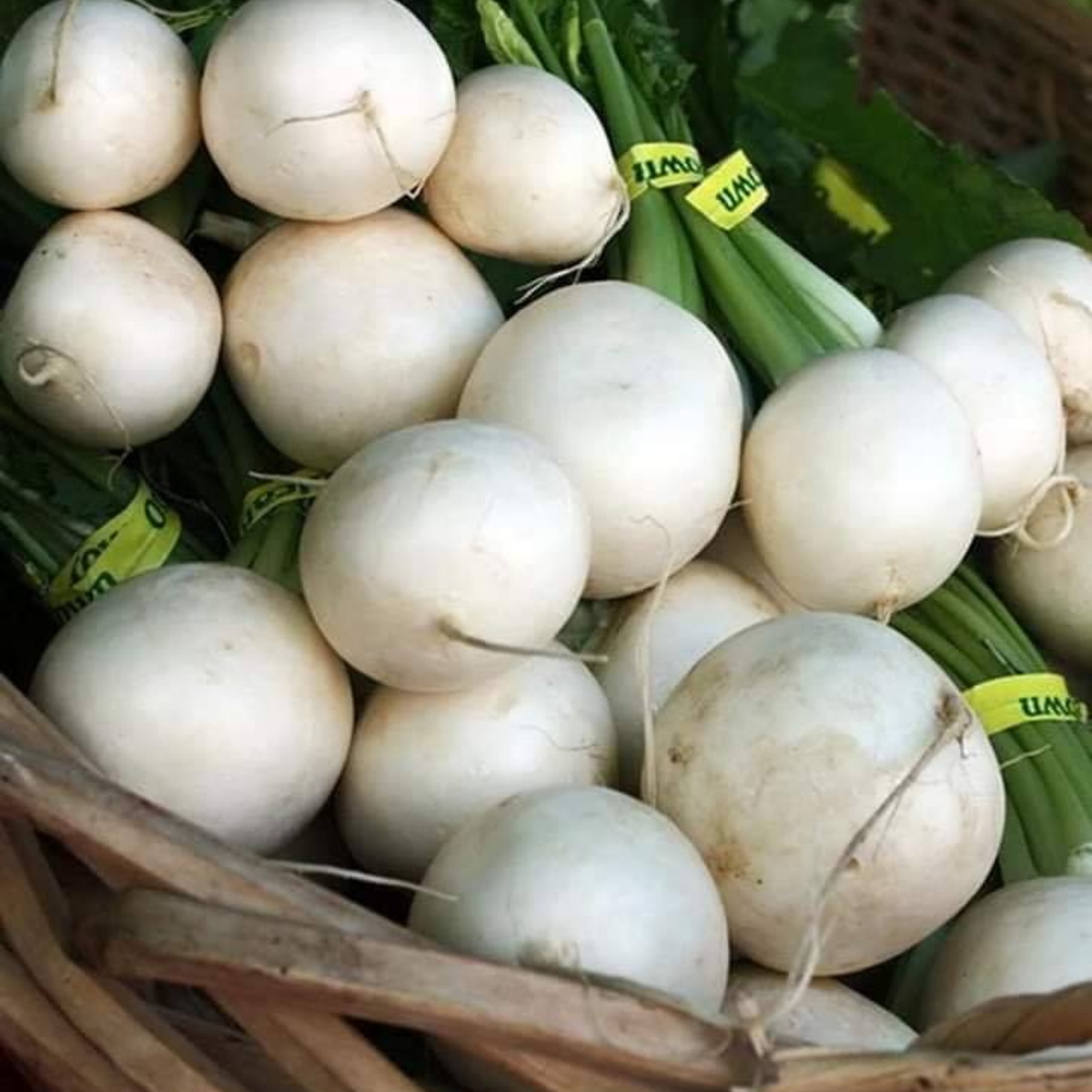 Seven Top Turnip Seeds Brassica Rapa Leafy Green Tops for, 110 seeds
