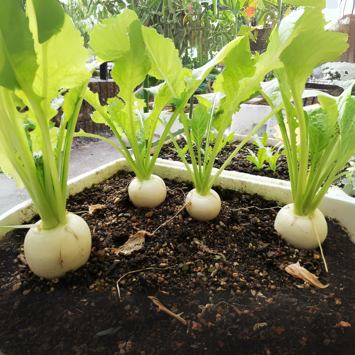 110 Seeds|Hailstone Radish Seeds – Heirloom, Non-GMO, Fast Growing White Radish, Crisp Round Roots, Mild Flavor, Ready in 25 Days, Easy Spring & Fall Garden Vegetable, Great for Salads and Snacking#7017