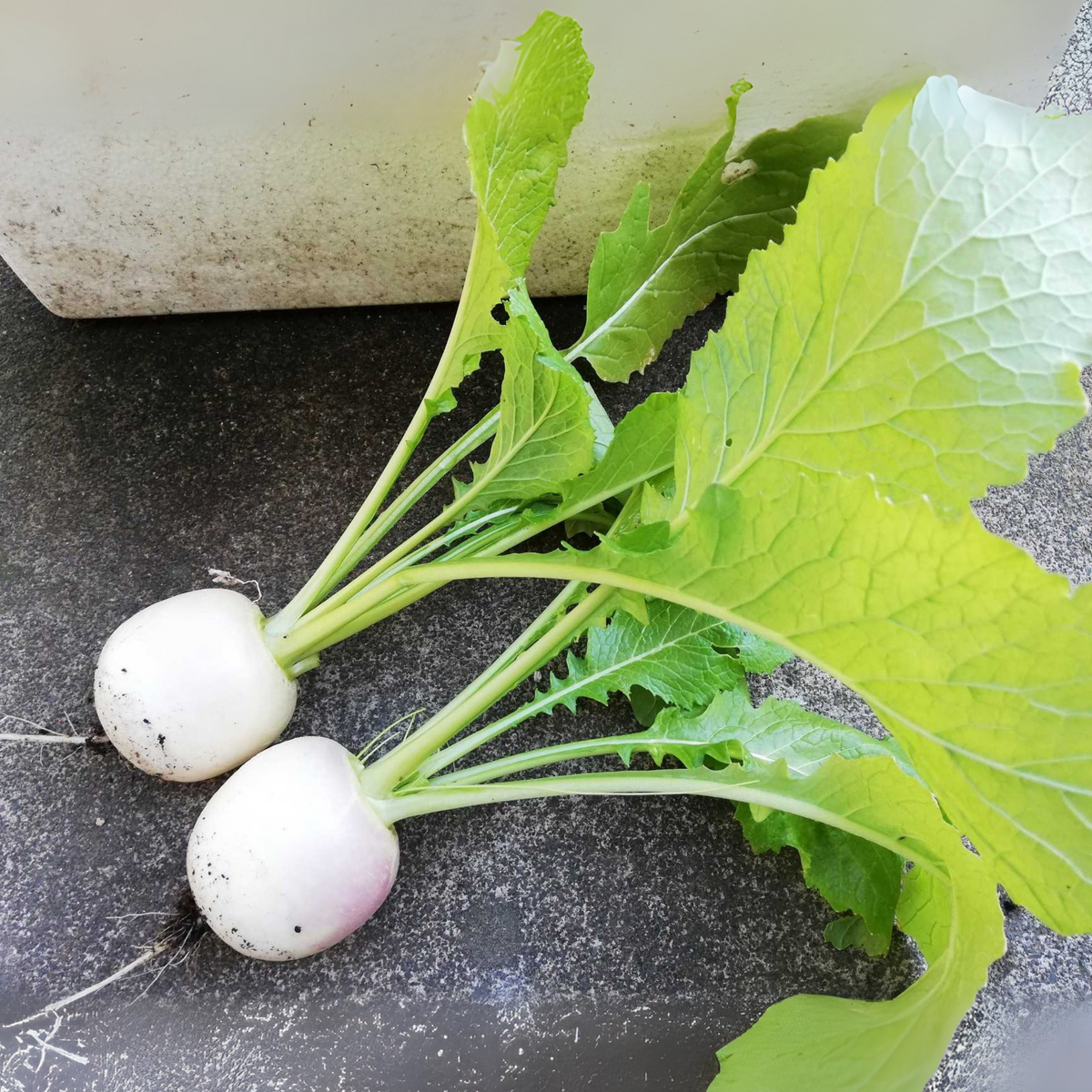 110 Seeds| Hailstone  Radish Seeds -Heirloom – Non-GMO – Fast Growing – Quick Harvest – Crisp Texture – Mild Flavor – Spring & Fall – Easy to Grow – Fresh Eating – Garden to Table#7017