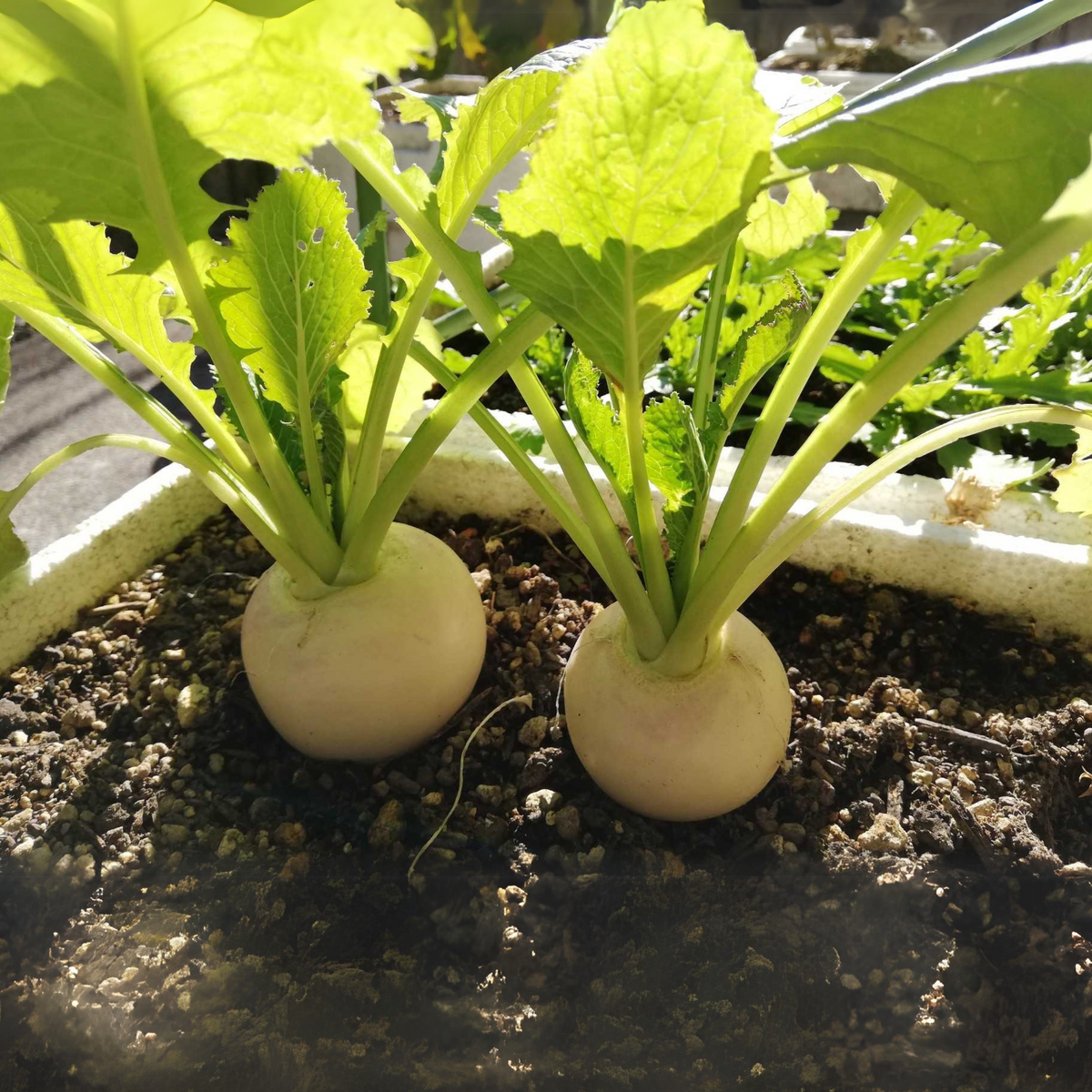 Hailstone Radish Seeds - Quick Harvest, Crisp Texture, 110 seeds