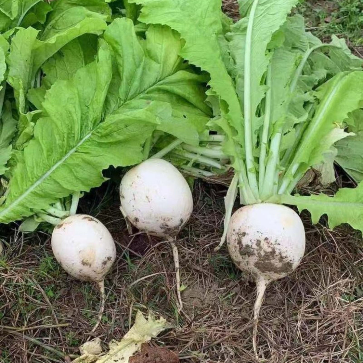 Seven Top Turnip Seeds Brassica Rapa Leafy Green Tops for, 110 seeds