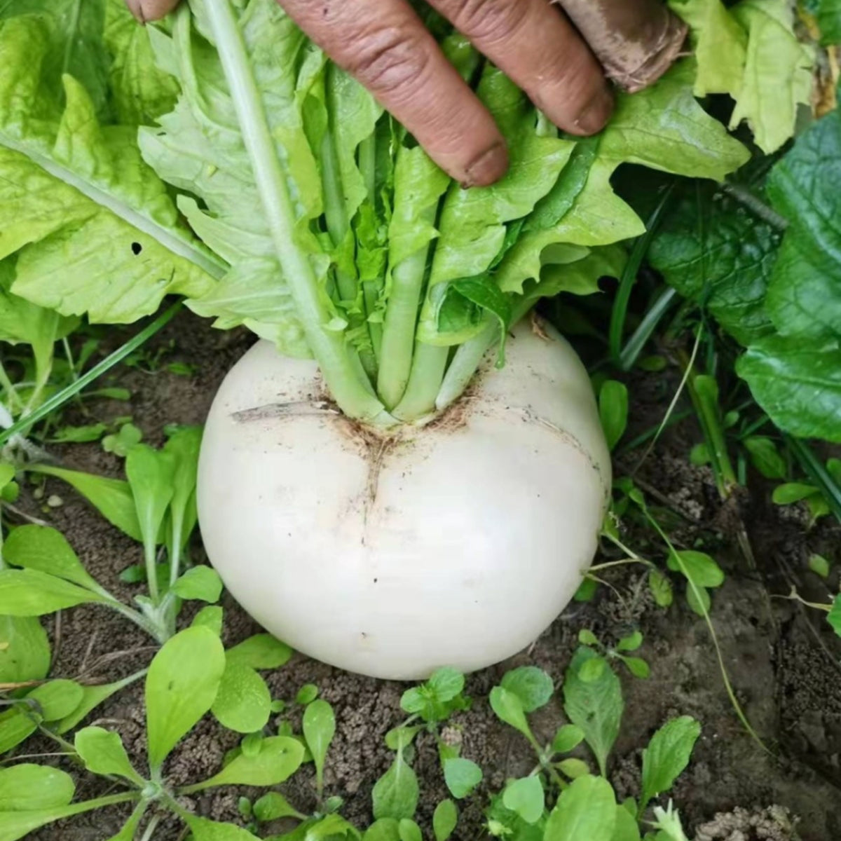 Seven Top Turnip Seeds Brassica Rapa Leafy Green Tops for, 110 seeds