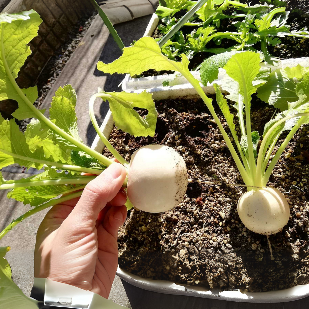 110 Seeds|Hailstone Radish Seeds – Heirloom, Non-GMO, Fast Growing White Radish, Crisp Round Roots, Mild Flavor, Ready in 25 Days, Easy Spring & Fall Garden Vegetable, Great for Salads and Snacking#7017