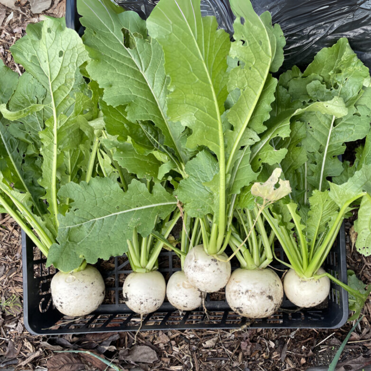 Hailstone Radish Seeds - Quick Harvest, Crisp Texture, 110 seeds