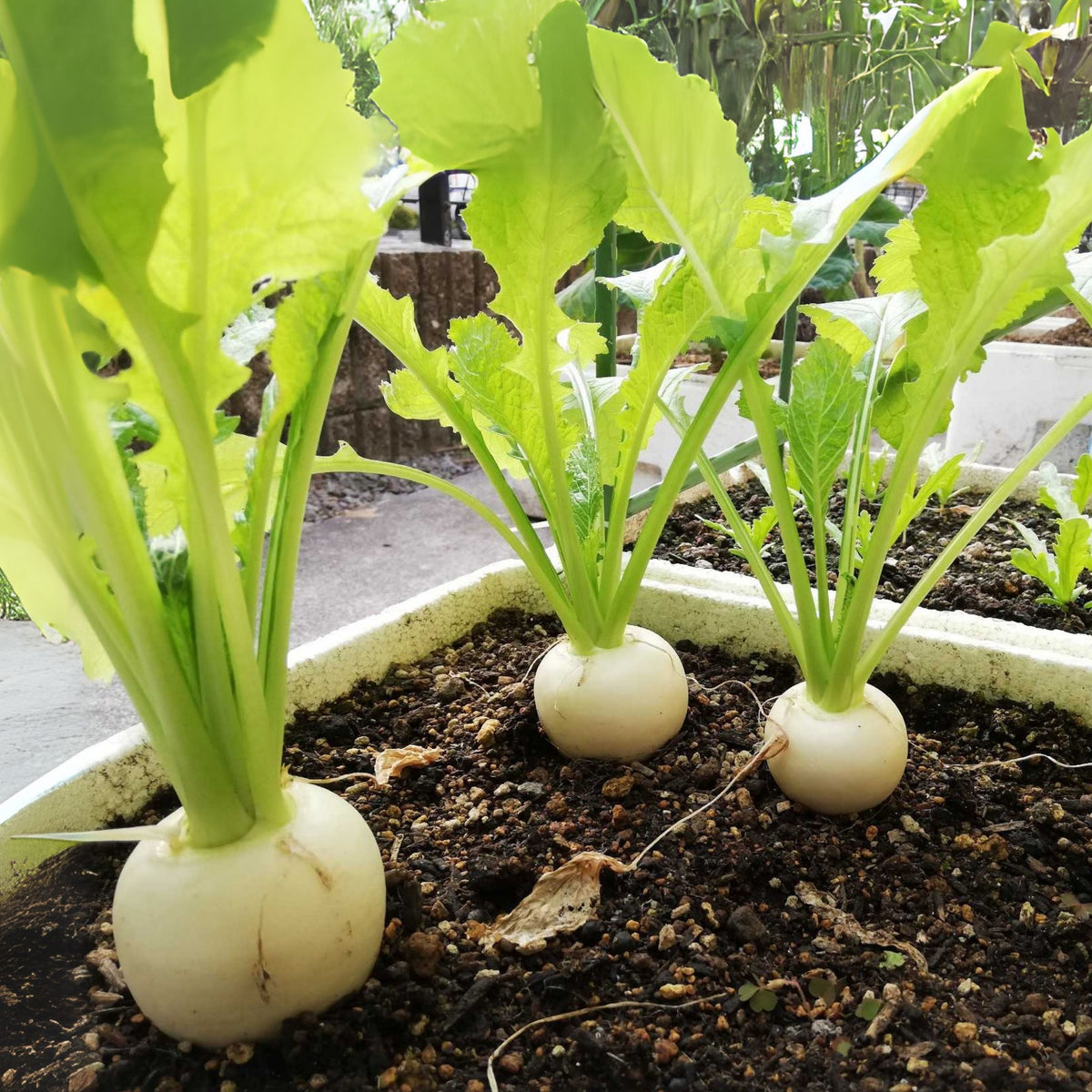 Seven Top Turnip Seeds Brassica Rapa Leafy Green Tops for, 110 seeds