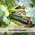 25 Seeds| Zucchini Squash Seeds - Cucurbita pepo Fast Growing Summer Squash High Yield Easy to Grow Vegetable for Garden and Containers#7014