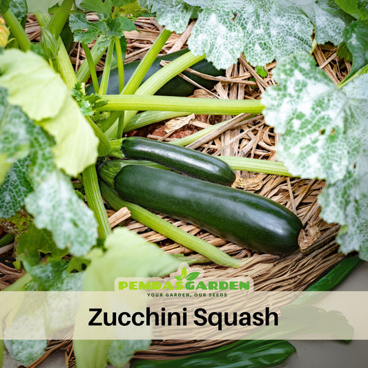 Zucchini Squash Seeds, 25 seeds