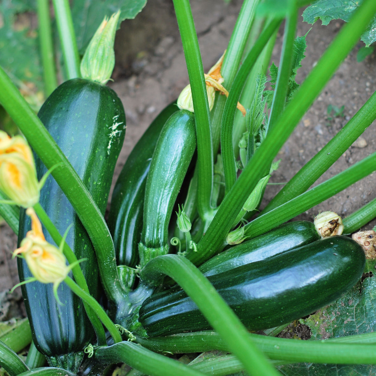 Zucchini Squash Seeds, 25 seeds