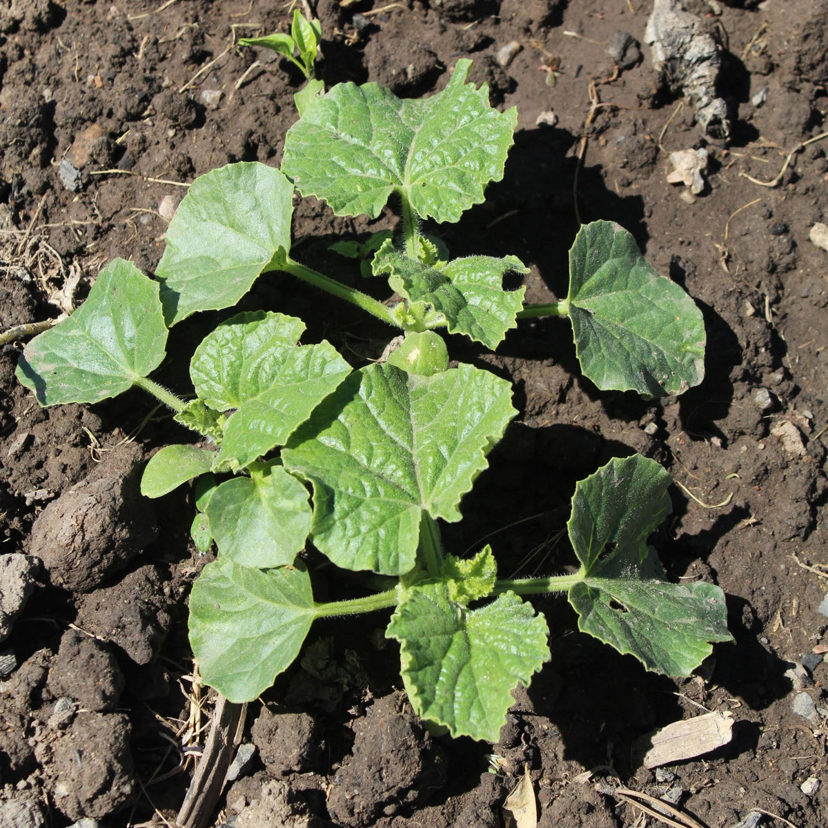 Zucchini Squash Seeds, 25 seeds