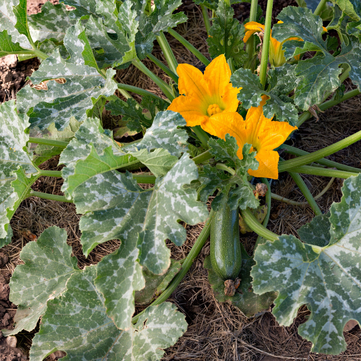 Zucchini Squash Seeds, 25 seeds