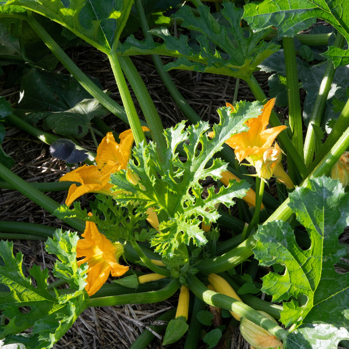 Zucchini Squash Seeds, 25 seeds