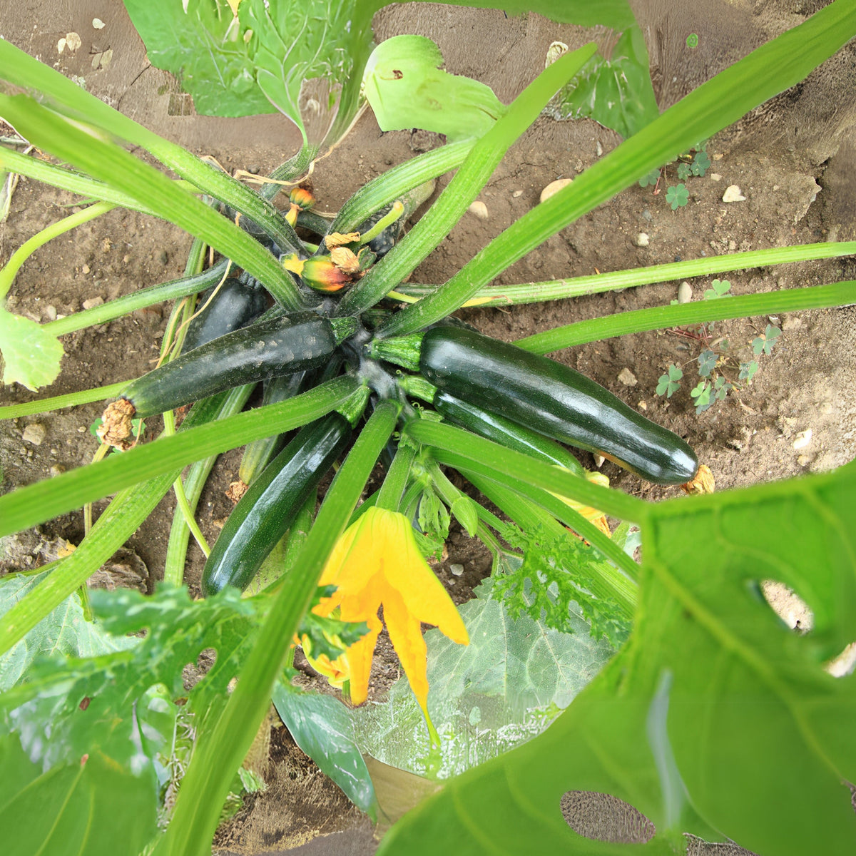 Zucchini Squash Seeds, 25 seeds