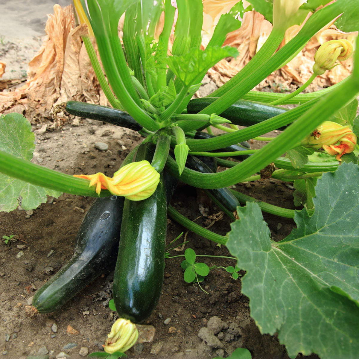 Zucchini Squash Seeds, 25 seeds