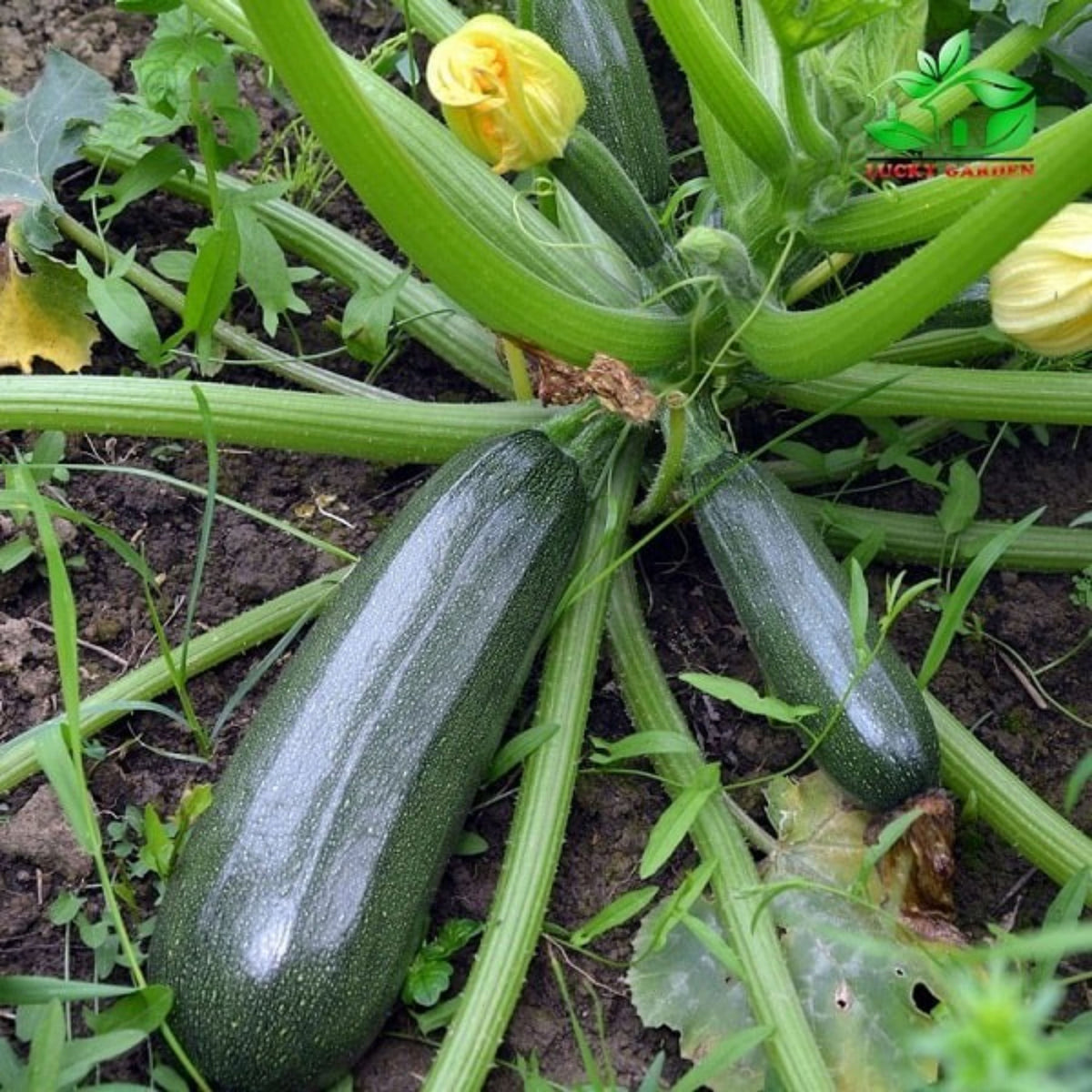 Zucchini Squash Seeds, 25 seeds
