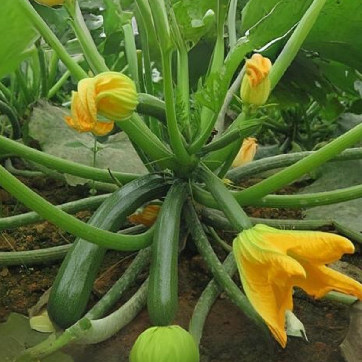 Zucchini Squash Seeds, 25 seeds