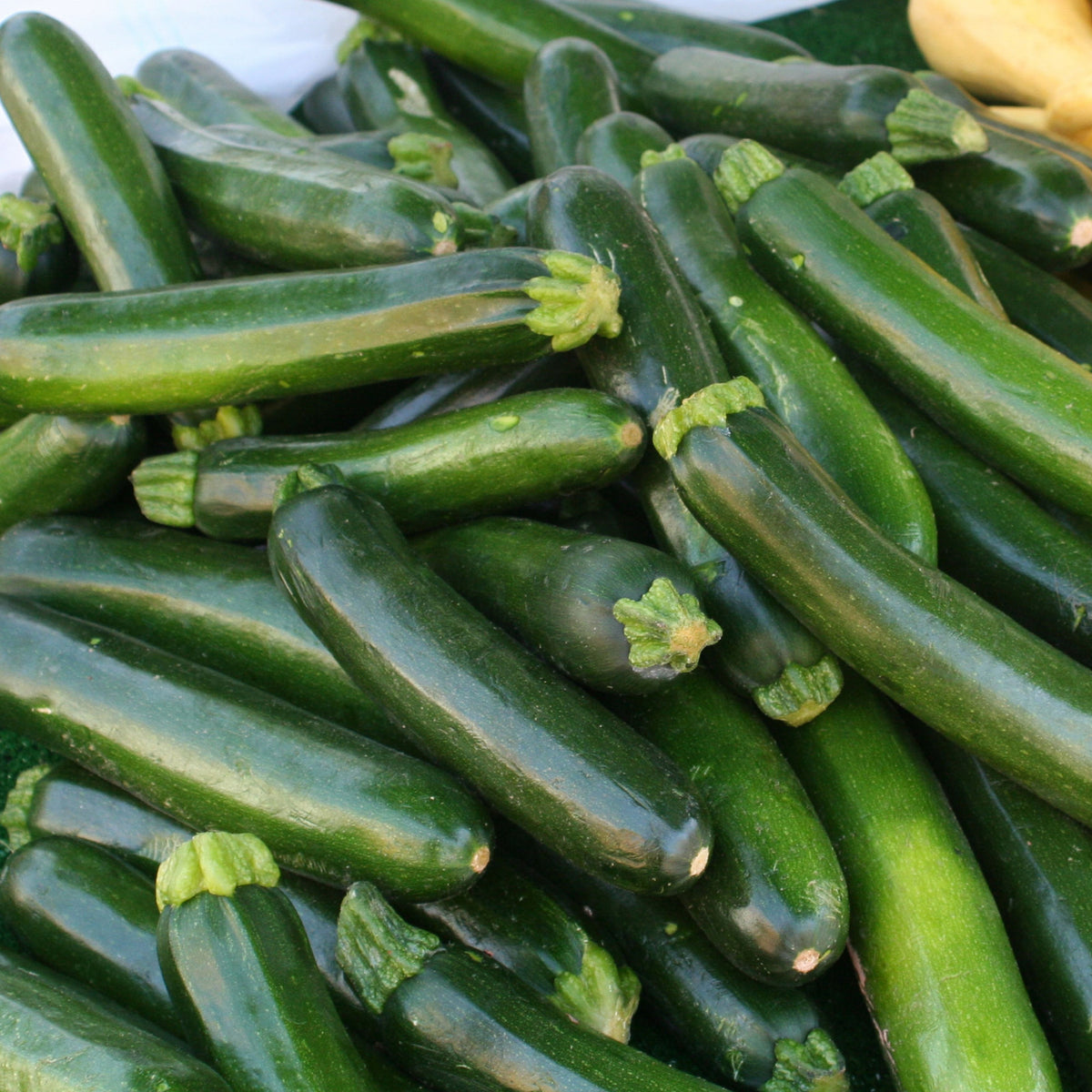 Zucchini Squash Seeds, 25 seeds