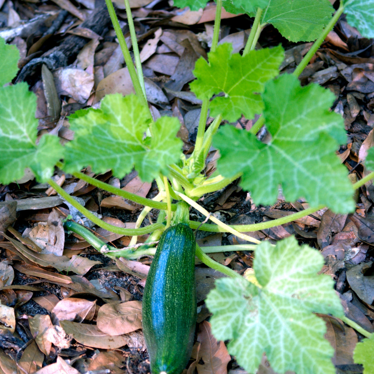 Zucchini Squash Seeds, 25 seeds
