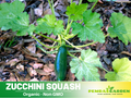 25 Seeds| Zucchini Squash Seeds - Cucurbita pepo Fast Growing Summer Squash High Yield Easy to Grow Vegetable for Garden and Containers#7014