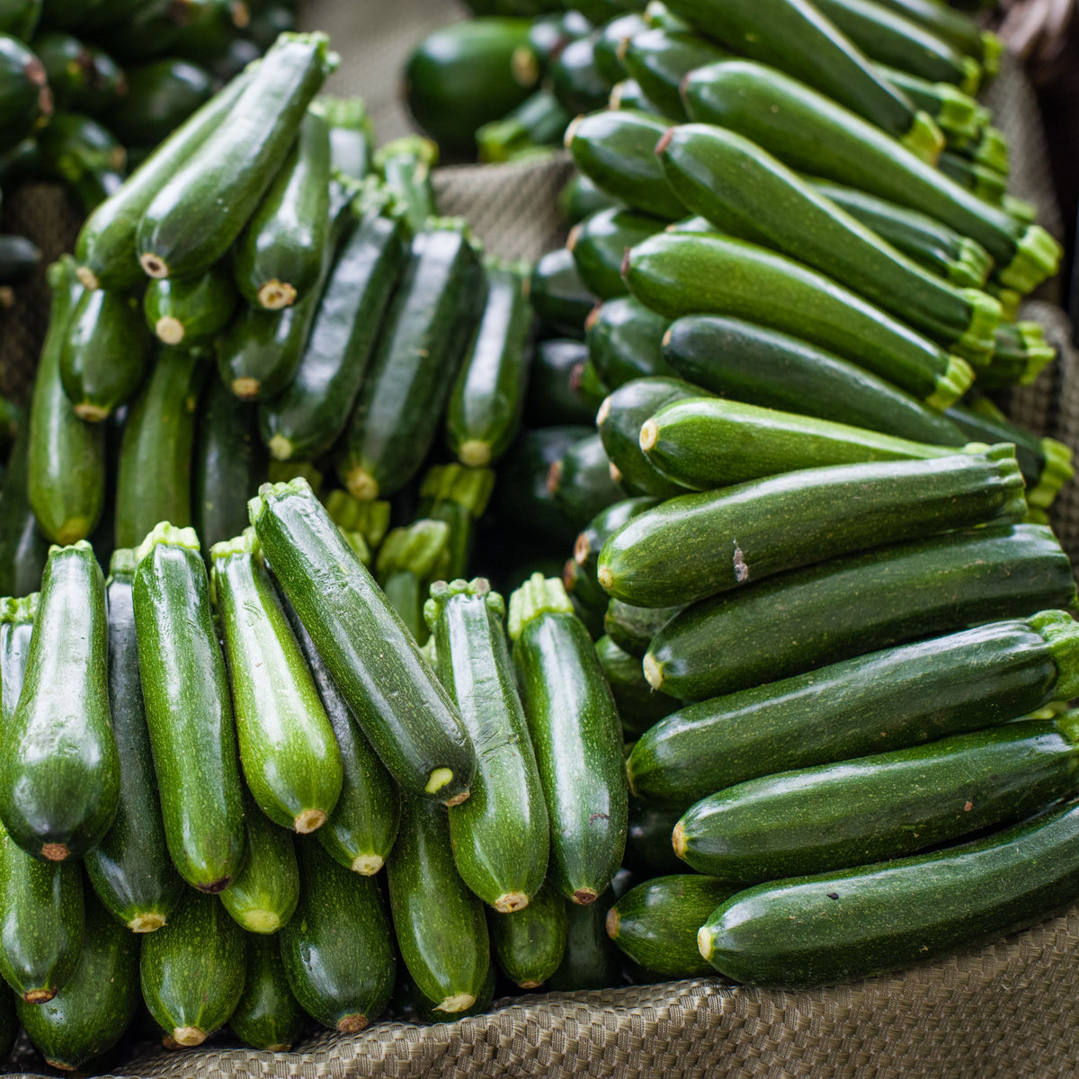 Zucchini Squash Seeds, 25 seeds