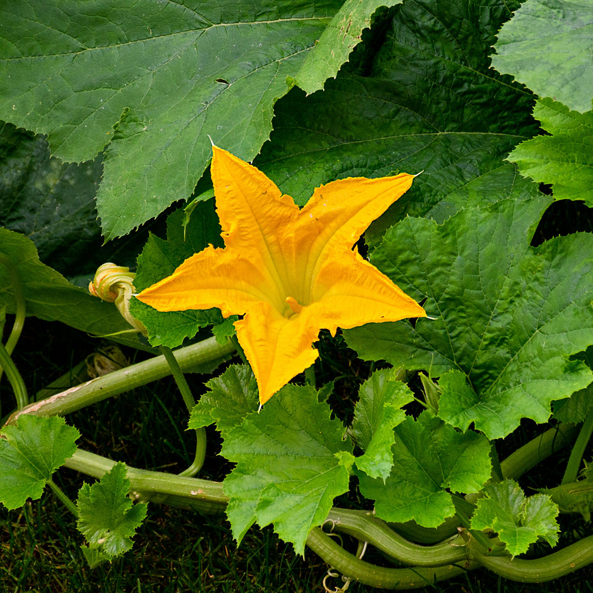 Zucchini Squash Seeds, 25 seeds
